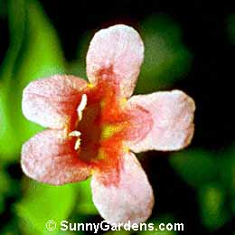 Bignonia capreolata, Crossvine