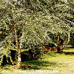Betula nigra, River Birch, Red Birch