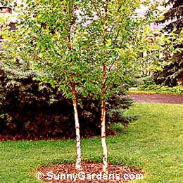Betula nigra, River Heritage Birch