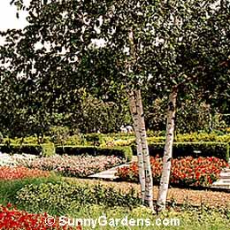 Betula papyrifera, Paper Birch, Canoe Birch