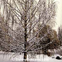 Betula pendula, Cutleaf Weeping Birch, Betula pendula 'Laciniata'