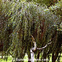 Betula pendula, Young's Weeping Birch