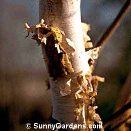 Betula platyphylla japonica, Japanese White Birch