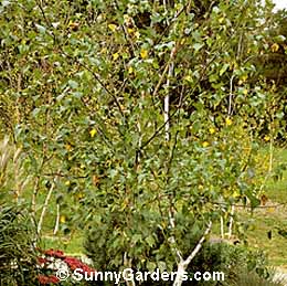 Betula platyphylla japonica, Birch
