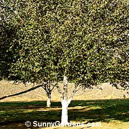 Betula utilis jacquemontii, Himalayan Birch, White Barked Birch