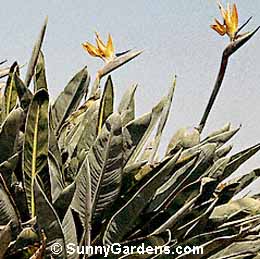 Strelitzia reginae, Common Bird of Paradise