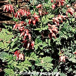 Dicentra x, Bleeding Heart