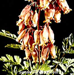 Dicentra, Bleeding Heart