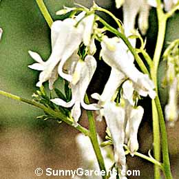 Dicentra eximia, White Fringed Bleeding Heart