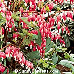 Dicentra spectabilis, Dutchman's Breeches, Lady's Locket