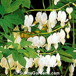 Dicentra spectabilis, White Common Bleeding Heart, White Dutchman's Breeches