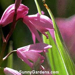 Bletilla striata, Chinese Ground Orchid, Bletilla hyacinthiana
