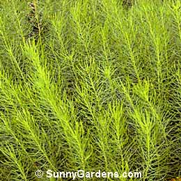 Amsonia hubrichtii, Blue Star, Arkansas Amsonia