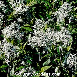 Amsonia tabernaemontana, Amsonia Willow