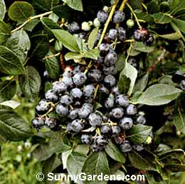 Vaccinium corymbosum, Highbush Blueberry