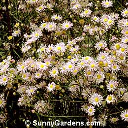 Boltonia asteroides