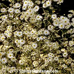 Boltonia asteroides