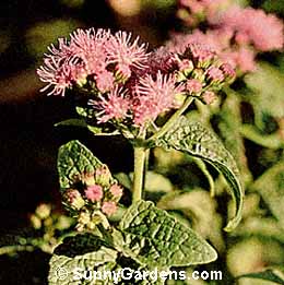 Eupatorium coelestinum, Hardy Ageratum, Mist Flower, Thoroughwort