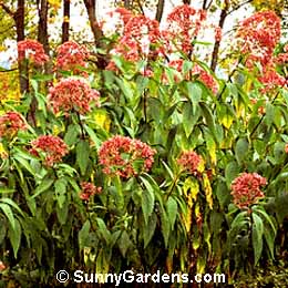 Eupatorium maculatum, Spotted Joe Pye Weed, Joe Pye Weed, Thoroughwort
