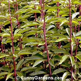 Eupatorium purpureum, Bluestem Joe Pye Weed, Trumpet Weed, Purple Hemp Agrimony