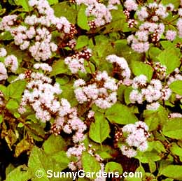 Eupatorium sordidum, Thoroughwort, Eupatorium ianthinum, Bartlettina sordida