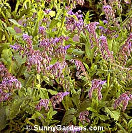 Borago officinalis