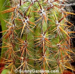 Borzicactus celsianus, Old Man of the Mountains