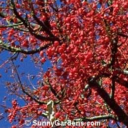 Brachychiton acerifolius, Flame Tree, Flame Kurrajong, Sterculia acerifolia
