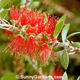 Callistemon citrinus, Crimson Bottlebrush, Lemon Bottlebrush