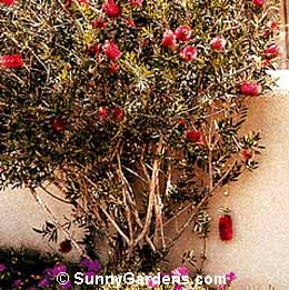 Callistemon citrinus, Jeffers Lemon Bottlebrush