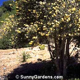 Callistemon pallidus, Lemon Bottlebrush