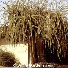 Callistemon viminalis, Weeping Bottlebrush