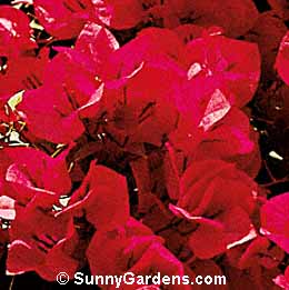 Bougainvillea x, Red Bougainvillea
