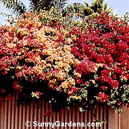 Bougainvillea