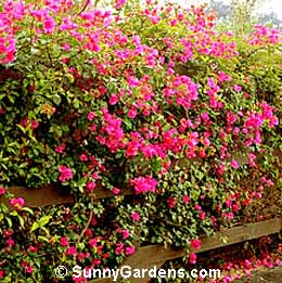 Bougainvillea