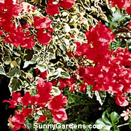 Bougainvillea x, Hawaii Bougainvillea