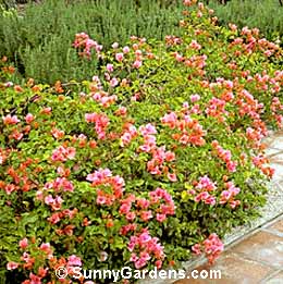 Bougainvillea