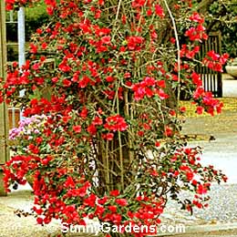 Bougainvillea, Bougainvillea 'Scarlett O'Hara', Bougainvillea 'San Diego Red'