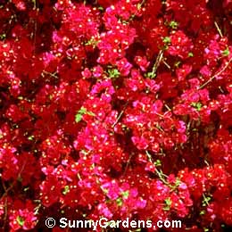 Bougainvillea