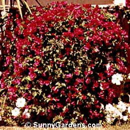 Bougainvillea spectablis