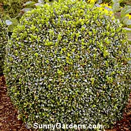 Buxus, Boxwood