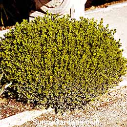 Buxus microphylla, Littleleaf Boxwood