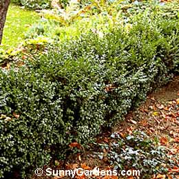 Buxus microphylla, Boxwood