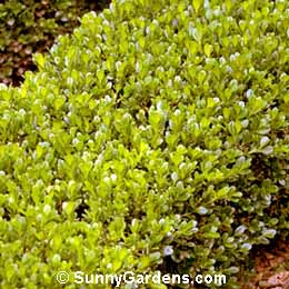 Buxus microphylla, Boxwood