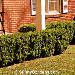Buxus microphylla japonica, Japanese Littleleaf Boxwood