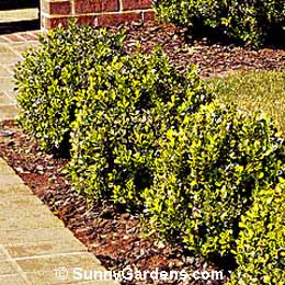 Buxus microphylla koreana, Dwarf Korean Boxwood