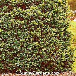 Buxus sempervirens, Common Boxwood, American Boxwood