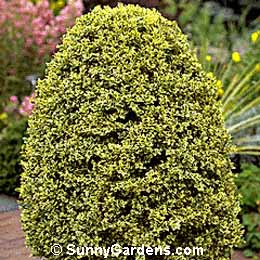 Buxus sempervirens, Boxwood