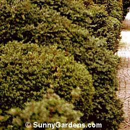 Buxus sempervirens, True Edging Boxwood