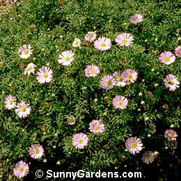 Brachycome iberidifolia, Swan River Daisy